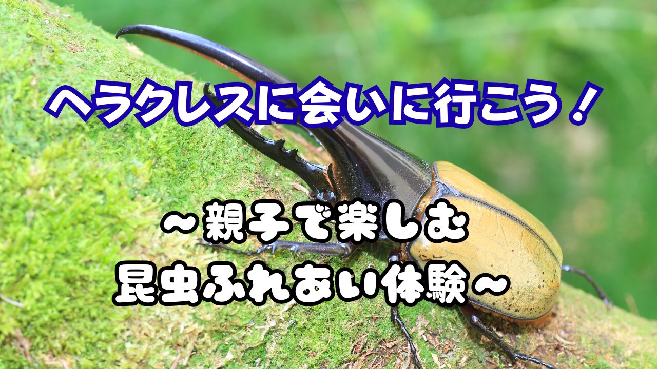 ヘラクレスオオカブト　夏休み