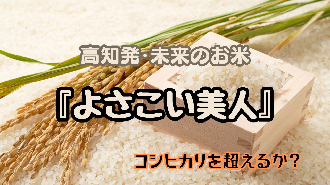 新米　高知県産　よさこい美人