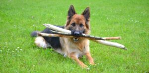 警察犬