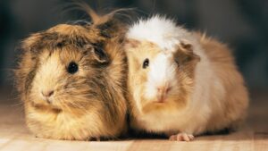 オールボー動物園ペットを肉食動物の餌に　